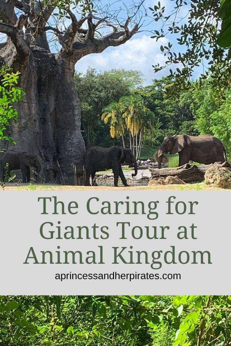 The Caring for Giants Tour at Disney’s Animal Kingdom